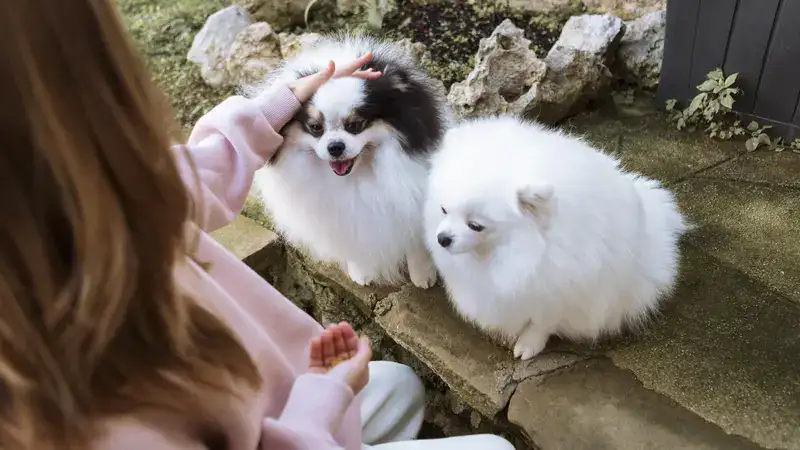 Tiny:vspf48zfklu= Pomeranian - All About These Adorable Companions