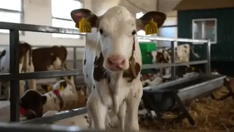 Cutergeeqbw7lwk= Cows Discover the Charm of Adorable Cattle